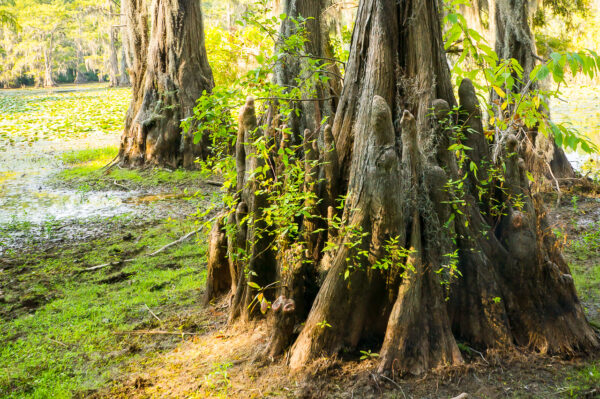 A juvenile bald cypress tree was surrounded by its little knees (woody corn-shaped projections growing vertically from its roots) in the shallow swamp in Caddo Lake, Texas.