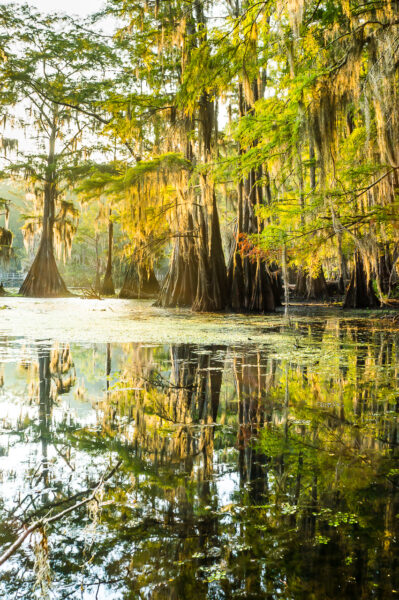 A beautiful reflection of a forest of bald cypress trees was seen in the morning sun at Caddo Lake State Park, TX.
