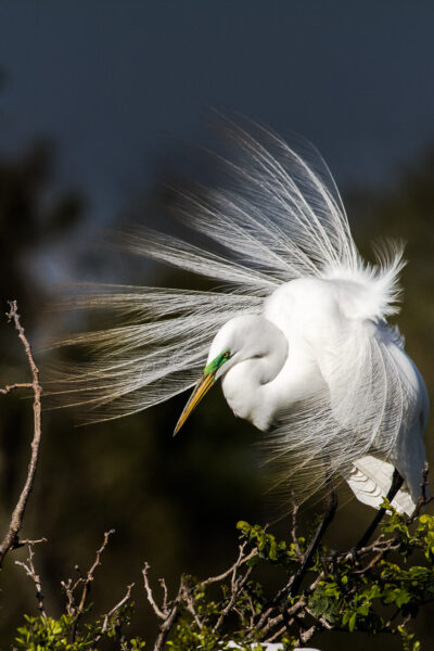 The beautiful white feathers of a great egret were fluttering in the wind in High Island, TX.