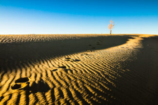 A tree was standing alone on the top of a sand dune at Monahans Sandhills State Park in Texas.
