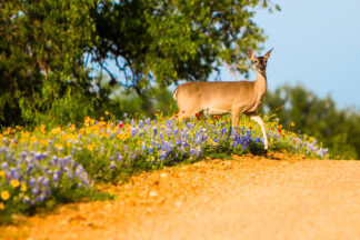 A deer came out of a wildflower field along a farm road in Hill Country, Texas, posing for a second as she stretched her beautiful leg.