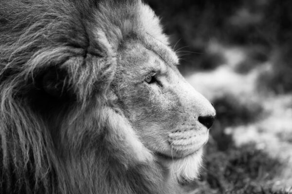 A male African lion slowly looked toward the sun on a very cloudy day. The soft light illuminated his face nicely and revealed his majestic expression.