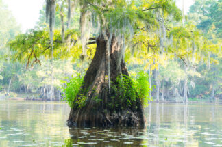 A small bald cypress tree was decorated with yellow and green colors in Caddo Lake, TX.