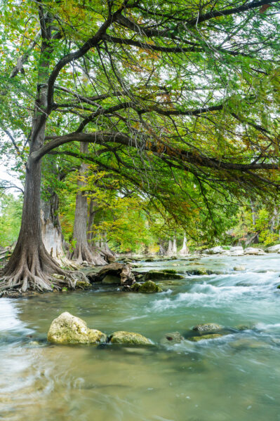 A quiet stream of the Guadalupe River runs through the forest of massive bald cypress trees.