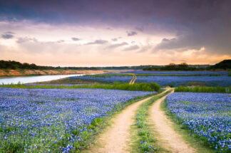 Bluebonnets were blooming along a trail, covering the bank of the Colorado River in Spicewood, Texas, as the storm clouds gathered in the sky.