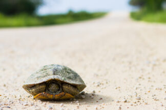 A turtle was walking on a quiet unpaved farm road near Chappell Hill, TX. He was on a long journey.