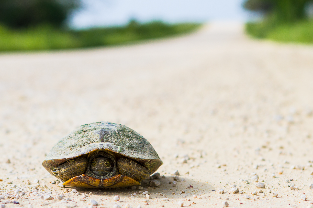 A turtle was walking on a quiet unpaved farm road near Chappell Hill, TX. He was on a long journey.