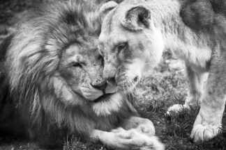 A couple of African lions show their affection by rubbing their cheeks each other.