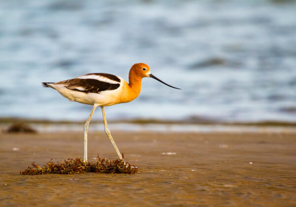 An American Avocet was walking on a quiet beach in the evening sun in Bolivar Peninsula, TX.