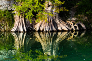 The massive trunks of bald cypress trees  reflected on a quiet stream of the Guadalupe River in TX.