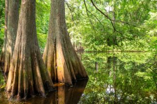 A forest of bald cypress trees in Jesse H. Jones Park in Humble, Texas, was in beautiful summer green color.