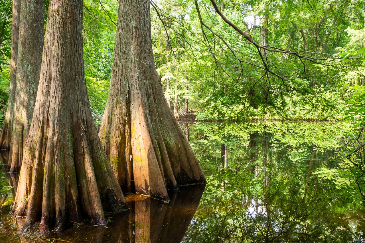 Bald Cypress In Summer Green Texas Tree Forest Swamp Pictures Bald Cypress In Summer Green Texas Tree Forest Swamp Pictures