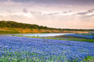 A field of wildflowers cover the Colorado River bank in Spicewood, Texas.