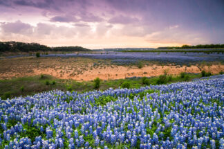 Bluebonnets were covering the bank of the Colorado River in Spicewood, Texas, as the storm clouds gathered in the sky.