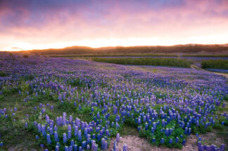 The wind started to clear up the storm clouds over the field of bluebonnets by the Colorado River, Texas, during twilight hours.