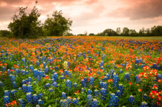 A field of Bluebonnet and Indian Paintbrush was seen near Brenham, Texas in the evening.