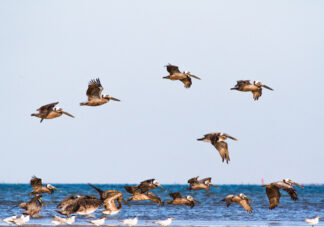 Many brown pelicans gather in Bolivar Peninsula, TX before the sunset.