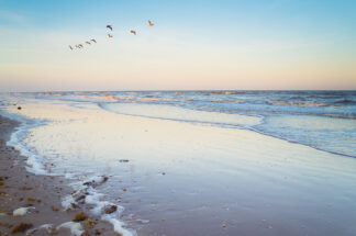 Brown pelicans fly over the beach in High Island, TX under the beautiful evening sky.