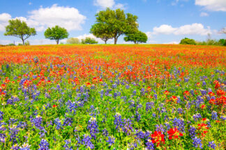 Wildflowers were blooming in an empty lot near Chappell Hill, TX, creating dream-like atmosphere.