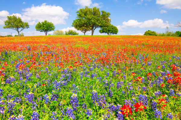 Wildflowers were blooming in an empty lot near Chappell Hill, TX, creating dream-like atmosphere.