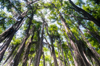 Tall bald cypress trees were growing toward the sky.