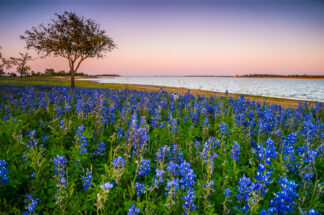 Bluebonnets were blooming by Lake Somerville in Texas, enjoying a soft breeze in the evening.