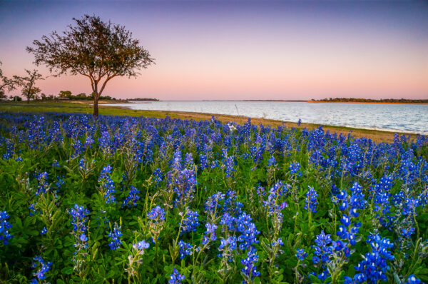 Bluebonnets were blooming by Lake Somerville in Texas, enjoying a soft breeze in the evening.
