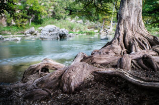 Beautifiul rolling roots of a bald cypress tree were seen in front of the Guadalupe River in Spring Branch, Texas.
