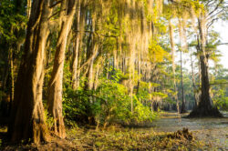 The morning sun illuminated spanish moss hanging from bald cypress trees in Caddo Lake in Texas.