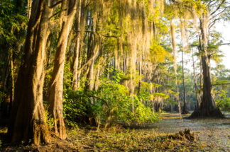 The morning sun illuminated spanish moss hanging from bald cypress trees in Caddo Lake in Texas.