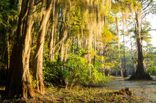 The morning sun illuminated spanish moss hanging from bald cypress trees in Caddo Lake in Texas.