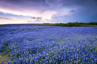 Bluebonnets were covering the bank of the Colorado River in Spicewood, Texas, as the storm clouds gathered in the sky.