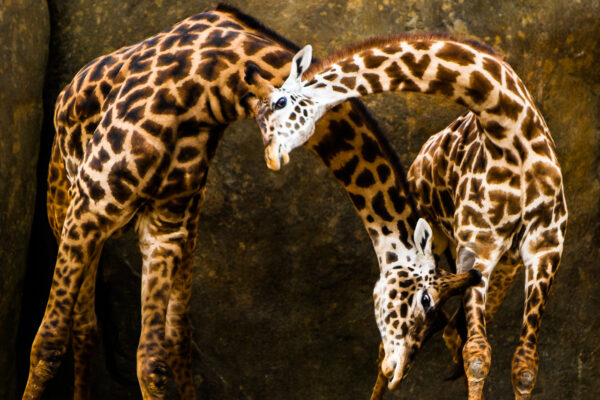 Two Masai Giraffes were fighting to establish dominance by using their necks as weapons, a behavior known as “necking.” Swinging and crossing their magnificent necks, they looked like they were dancing together.