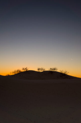 Yellow light remaining after the sunset created a silouhette of the trees on the top of a sand dune in Monahans Sandhills State Park in Texas.