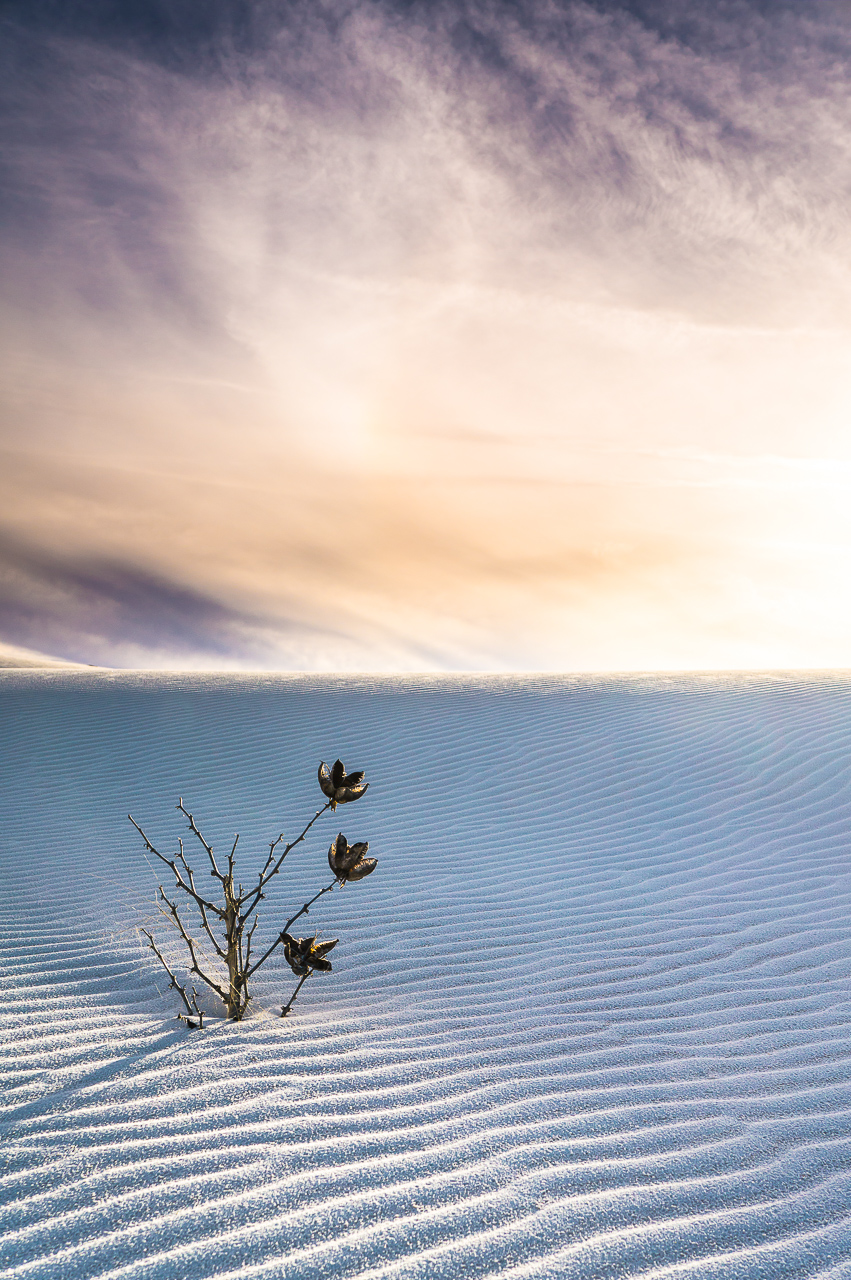 A remnant of Soaptree Yucca flowers was burried in the sands at White Sands National Monument in New Mexico.