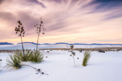 Soaptree yuccas show their ways of  life under the winter sky – standing, half buried, and dying in  the white sands.