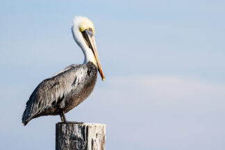 Soft evening light created a beautiful pastel blue sky color and lit a brown pelican's beautiful plumage in Rockport, Texas.