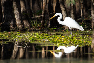 The white plumage of a great egret seemed to glow in the middle of a quiet dark forest and the still water.