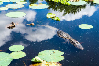 An American Alligator was swimming under beautiful late summer sky at Cullinan Park  in Sugar Land, Texas.