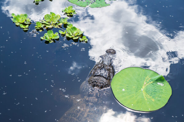 An American Alligator swam into the reflection of a cloud at Cullinan Park in Sugar Land, Texas.