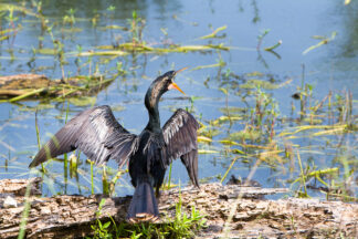 An Anhinga made alarmed cries as an alligator emerged from the swamp at Brazo Bend State Park near Houston, TX.