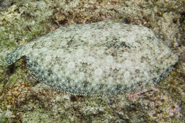 Peacock flounders (Bothus mancus)  are masters of camoflouge.