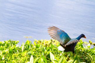 A Purple Gallinule jumps around the water plants, looking for food.