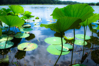 The leaves of water lilly face toward the sun on a very humid early summer day.