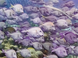 A school of Blue Tang fish (Acanthurus coeruleus) created a blue-ish purple wall in front of my camera lens.