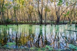 The reflection of the autumn colors on a green swamp made a very colorful landscape in the evening sun. The swamp is a well known habitat for many American alligators.