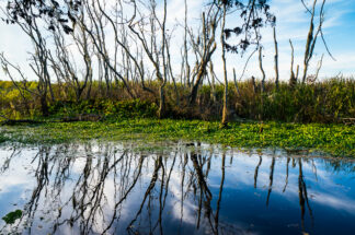 The reflection of trees on alligator swamp along the Lake Trail at Brazos Bend State Park near Houston, TX.