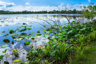 Plants at Brazos Bend State Park in Needville, TX sit along a trail, looking over a beautiful reflection of summer sky.