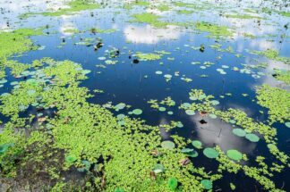 Beautiful reflections of white clouds and the blue sky were seen at a swamp at Cullinan Park in Sugar Land, Texas. The swamp is a home for many American Alligators and birds.