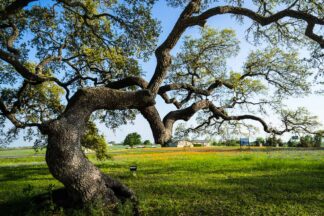 Winding and twisting its branches, an oak tree on a field of a historical site in Independence, Texas, shows its artistic talent.